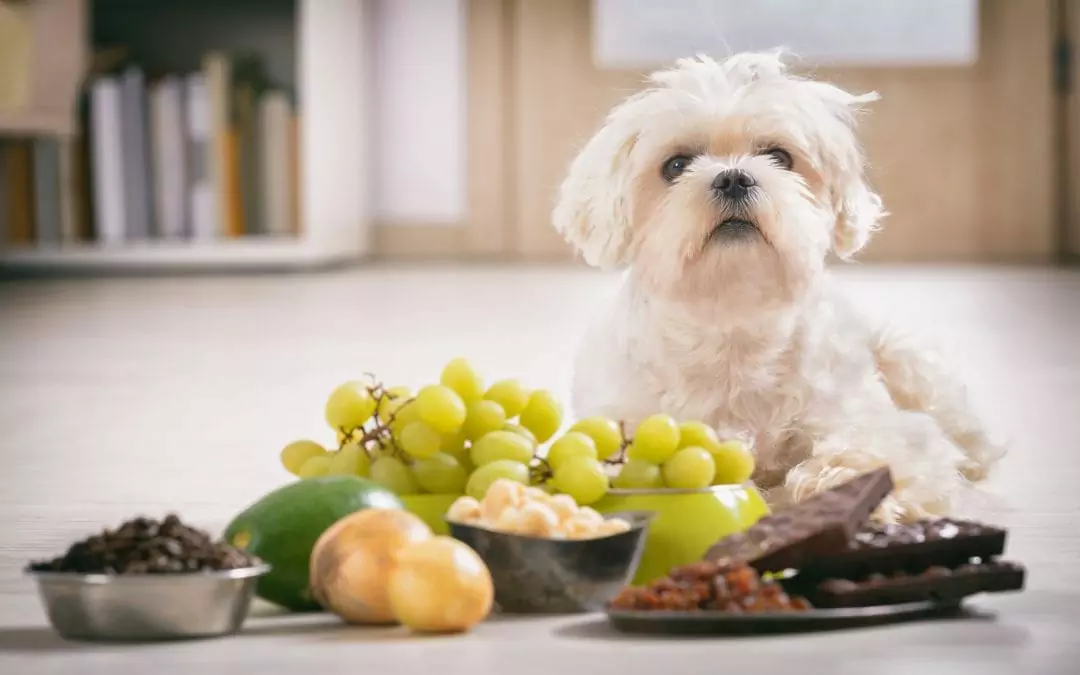 为什么狗不能吃葡萄？狗狗吃葡萄到底会不会中毒？