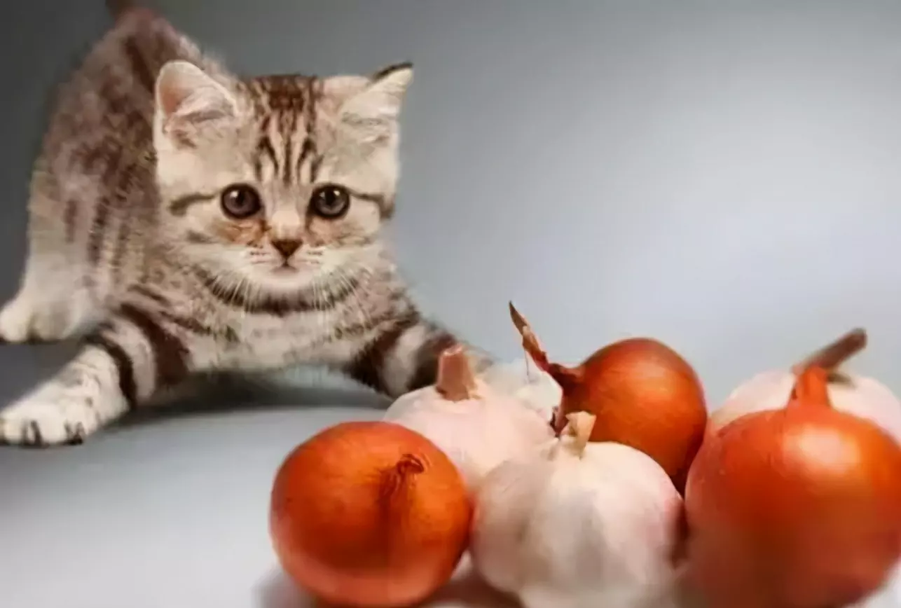 猫能吃大蒜吗？为什么洋葱和大蒜猫咪不能吃？