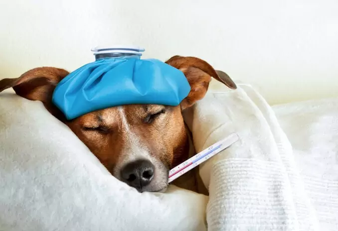 如何判断你的狗是否发烧？导致狗狗发烧的原因