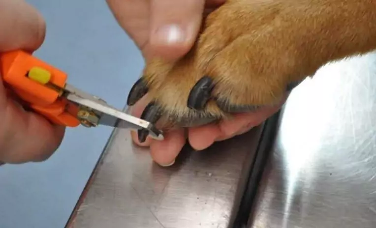 多久修剪一次狗指甲？
