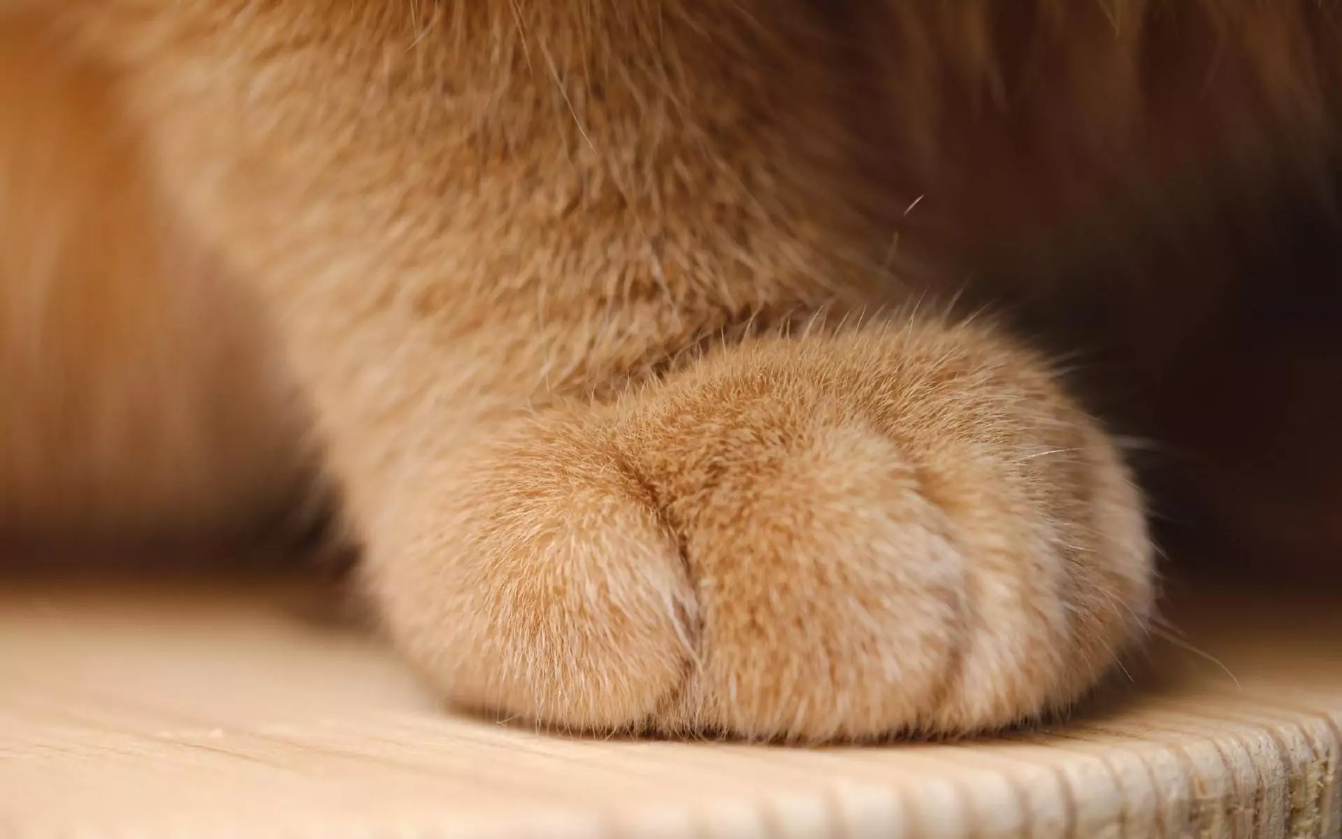一只猫有多少个脚趾？