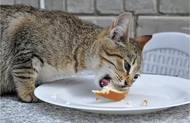 猫能吃面包吗？猫咪为什么爱吃面包？