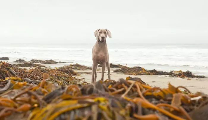 狗能吃海藻吗？海带、海藻有什么区别？