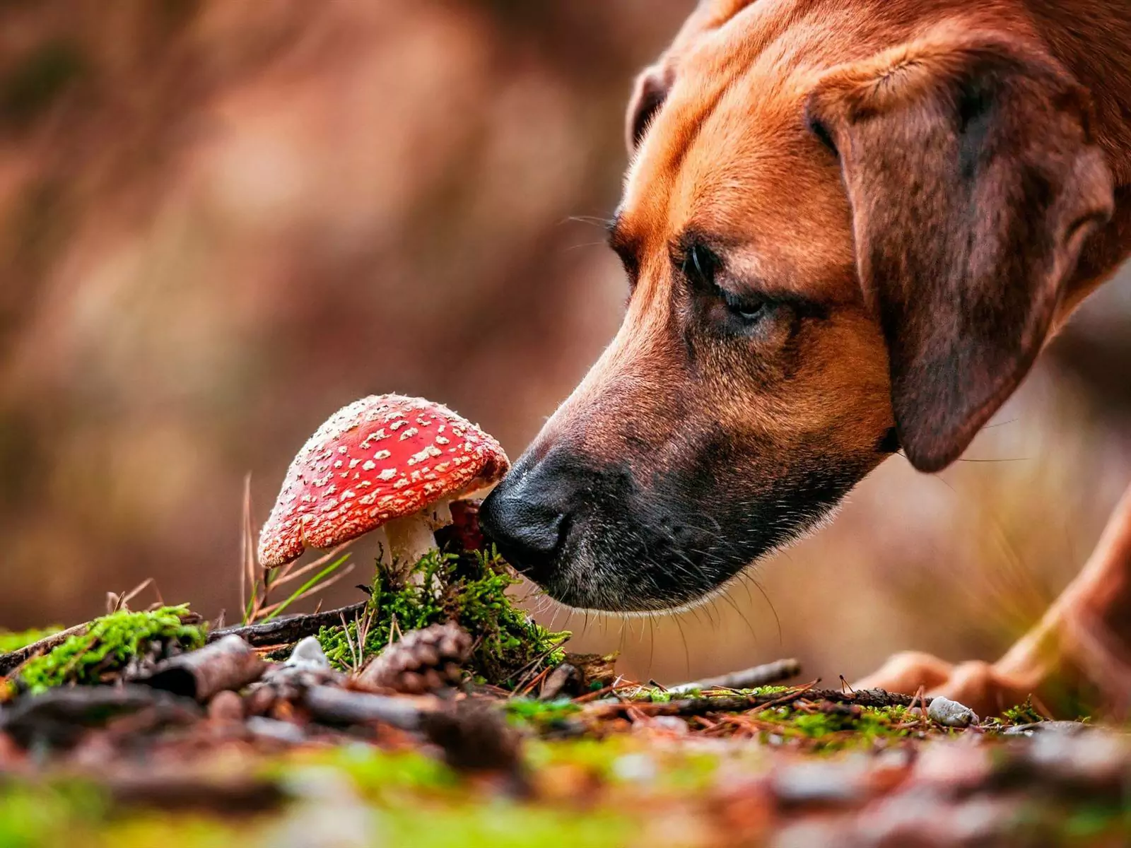 狗狗可以吃蘑菇吗?给狗狗吃蘑菇有什么营养