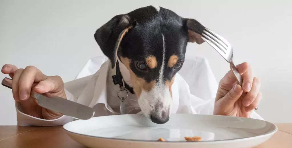 狗能吃土豆吗？狗狗吃土豆有什么好处？狗狗可以吃土豆泥？