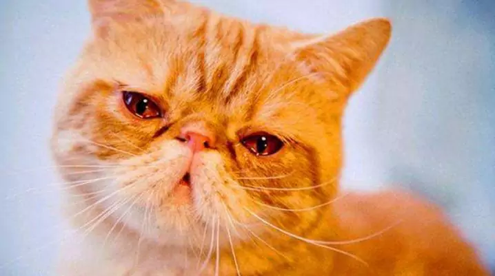 为什么我的猫眼在流泪
