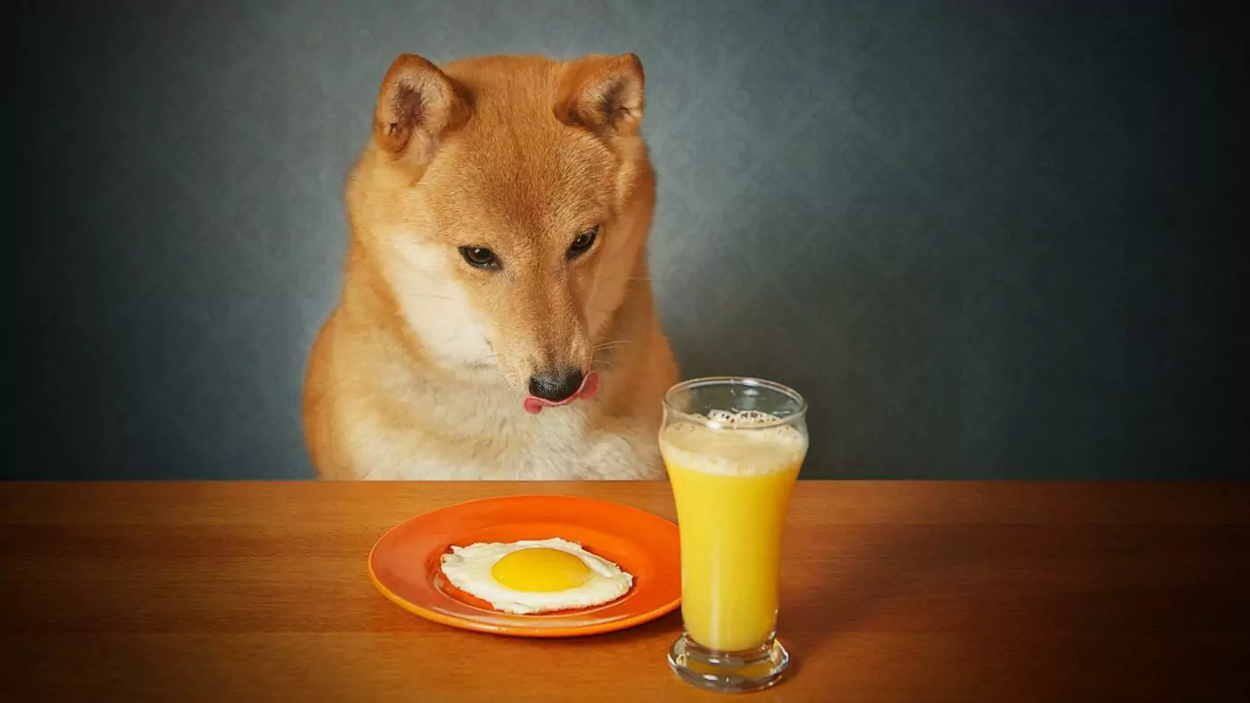 狗能喝橙汁吗？