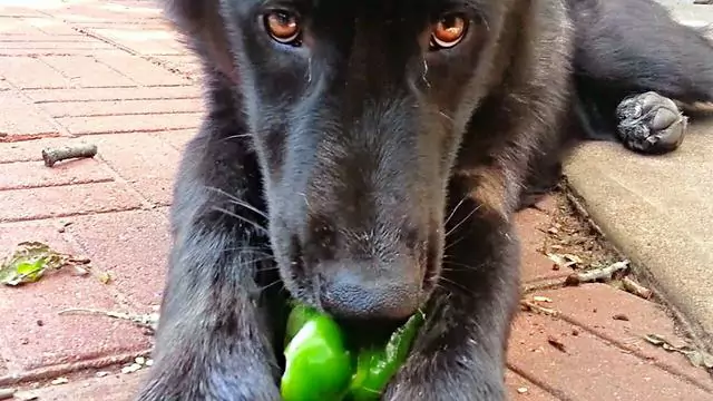 狗能吃青椒吗？狗吃青椒了怎么办