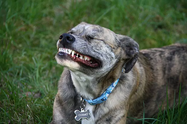 狗的牙齿会掉吗？
