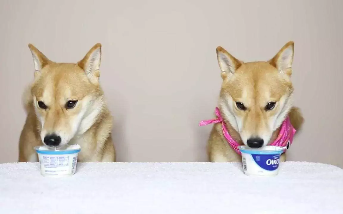 狗能吃酸奶吗？狗狗喝酸奶有哪些好处？