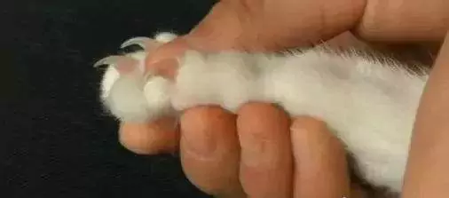 如何修剪猫爪？猫脚上的毛需要剃吗