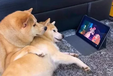 狗能看电视吗？狗在电视上看到什么？