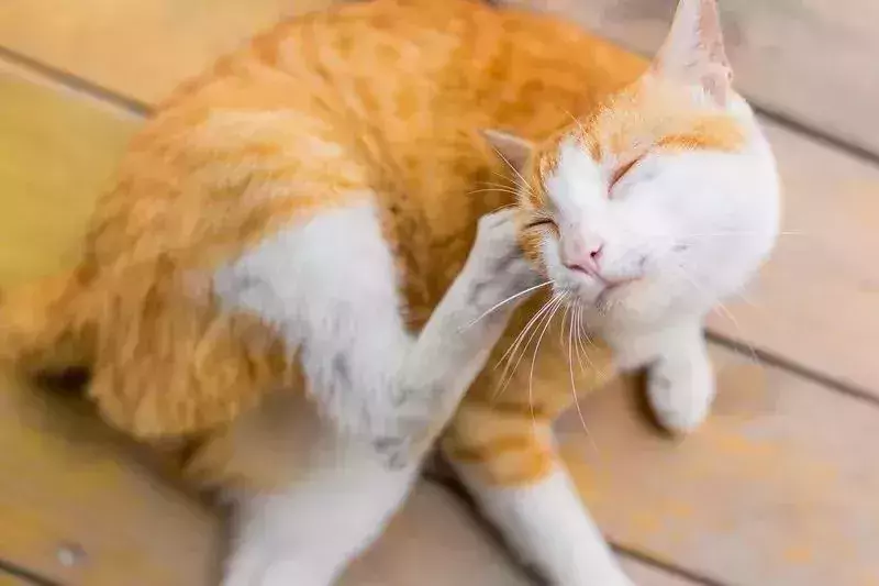 猫会过敏吗？什么是过敏？