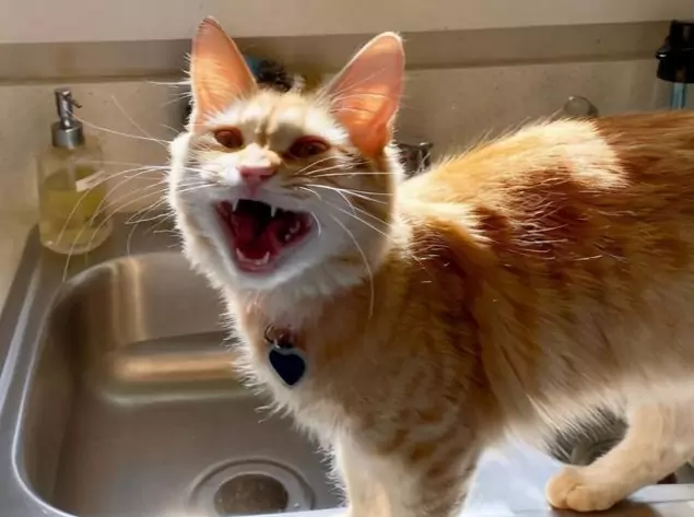 猫为什么发出嘶嘶声？猫咪发出嘶嘶声的起源