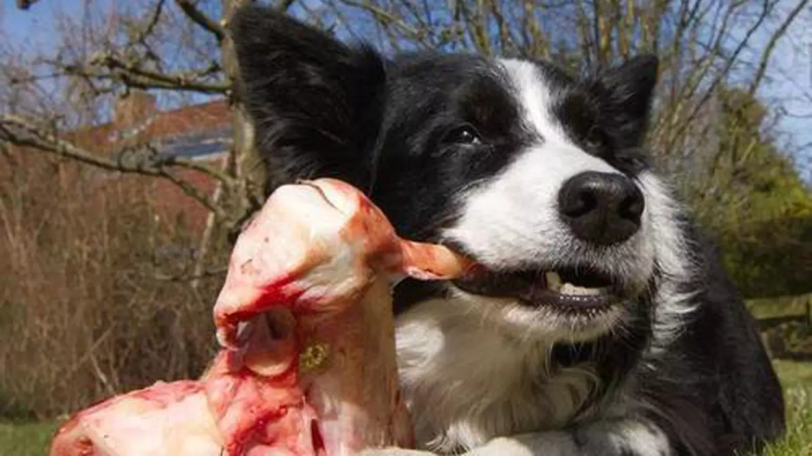 狗能吃生牛肉吗？狗狗吃牛肉的好处和坏处