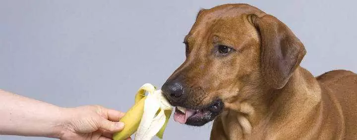 狗能吃香蕉吗？狗吃香蕉有哪些益处