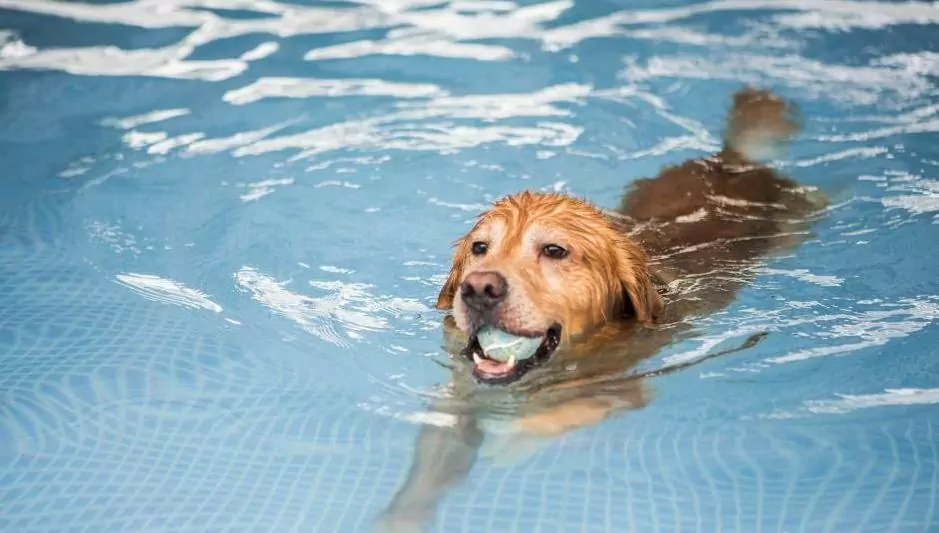 所有的狗都会游泳吗？