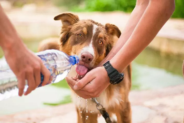 狗应该喝多少水？
