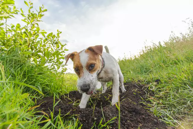 为什么狗会挖洞？狗狗为什么总在篱笆附近挖洞？