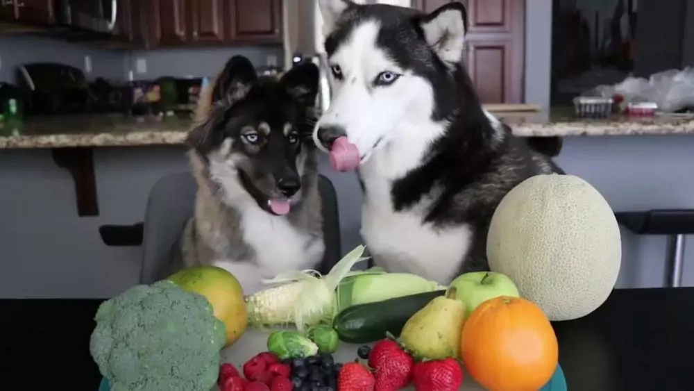 狗能吃蔬菜吗？哪些蔬菜狗狗爱吃？