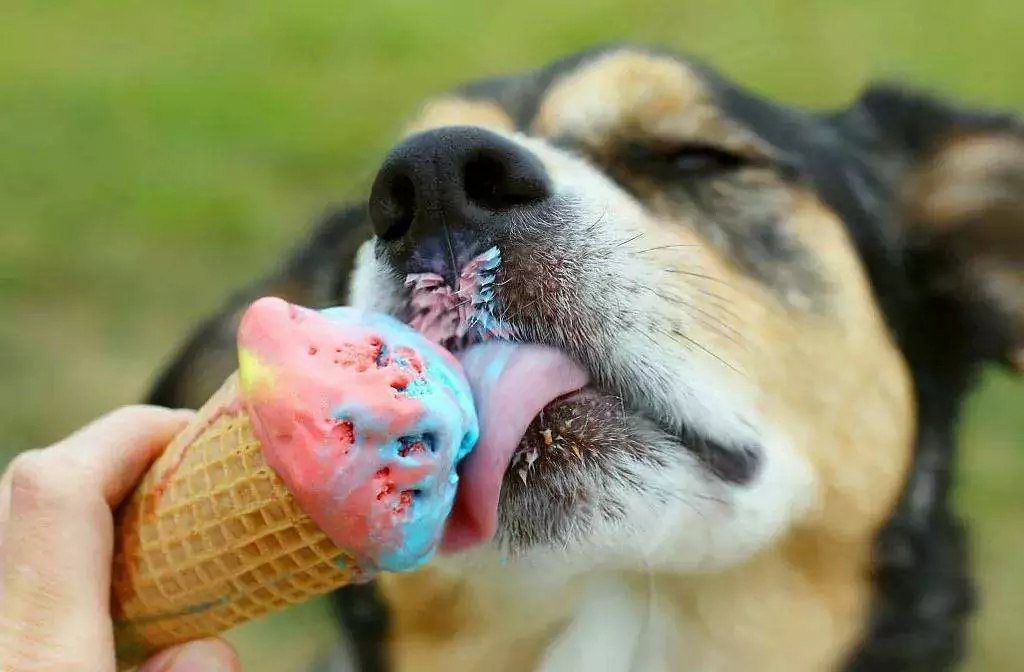 狗能吃冰淇淋吗？狗狗吃冰淇淋潜在的健康问题