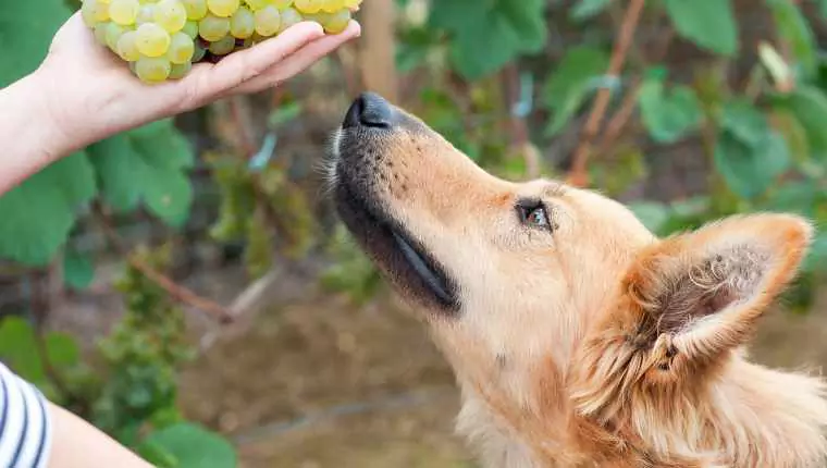 狗能吃葡萄干吗？葡萄的毒性、狗狗中毒症状