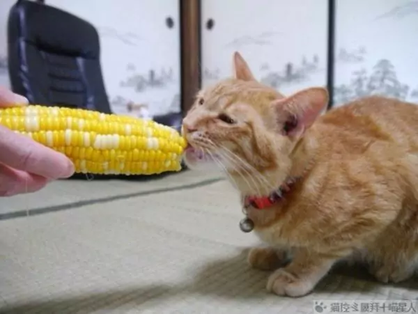 猫能吃玉米吗？养猫咪的小知识