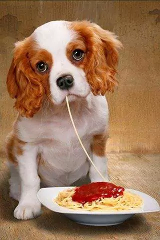 狗能吃意大利面吗?狗狗长期吃面条有什么害处