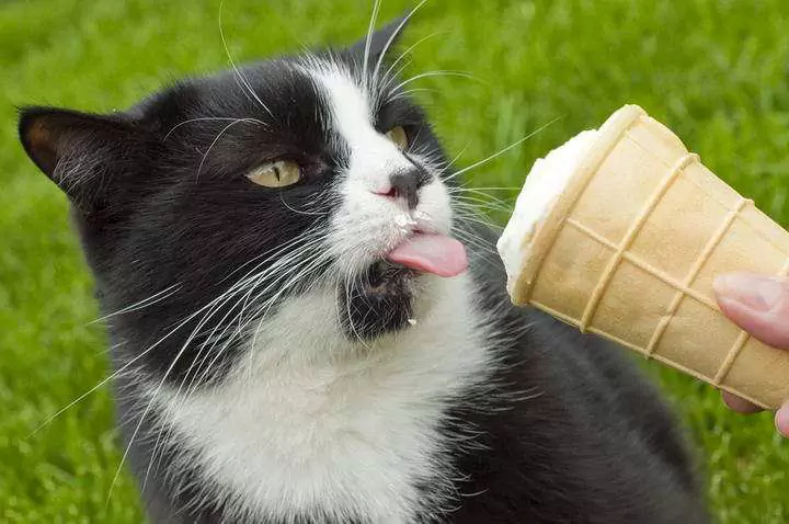 猫能吃冰淇淋吗？猫能吃酸奶吗