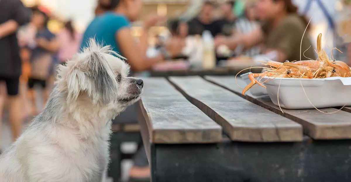 狗能吃虾吗？虾对狗狗来说，有益吗？