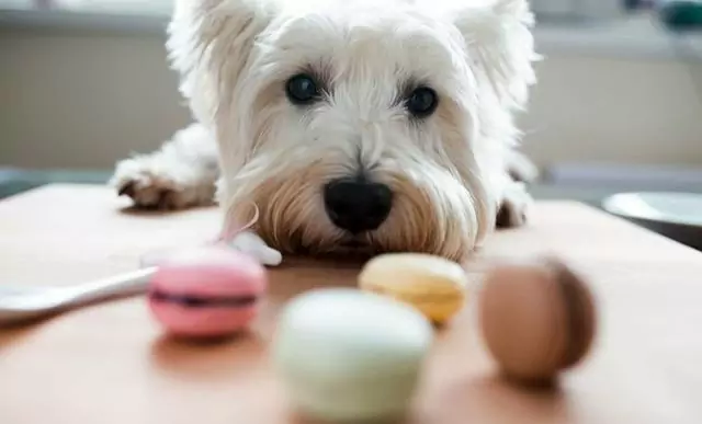 狗能吃糖吗？