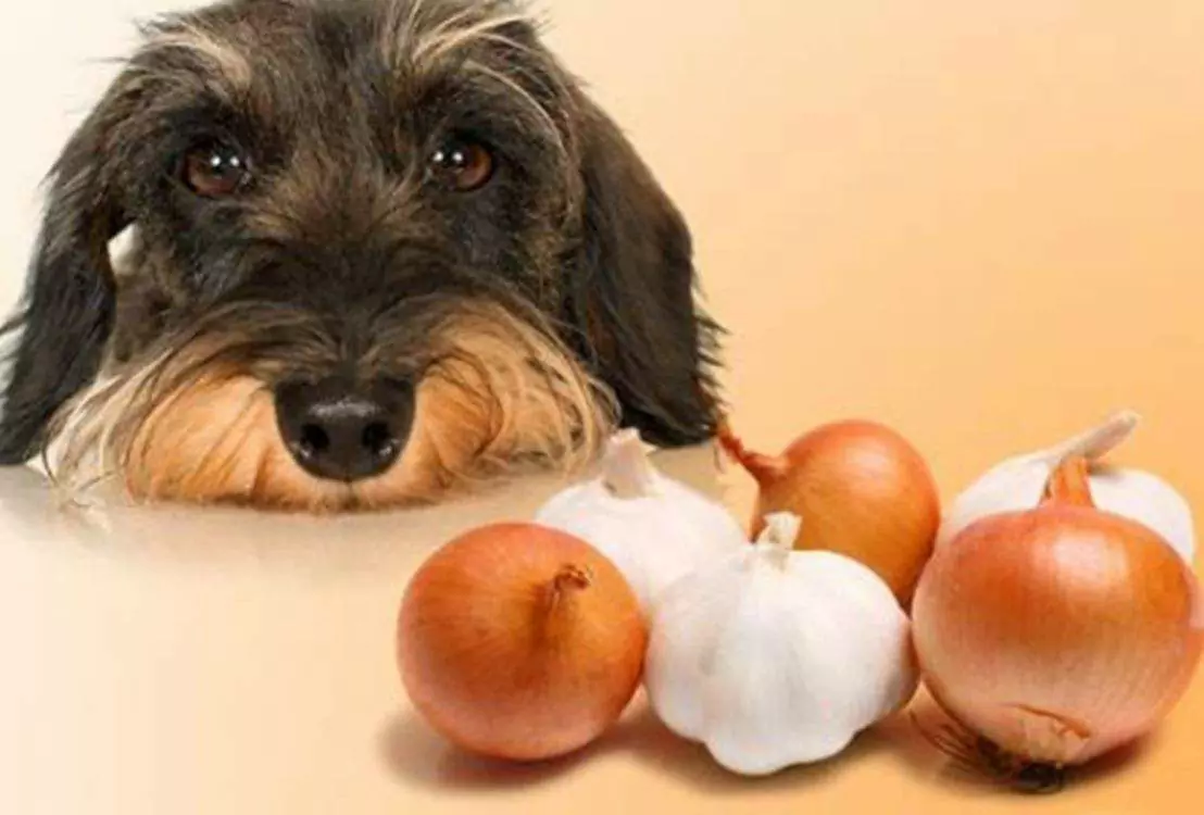 狗能吃洋葱吗？为什么洋葱对狗狗有毒