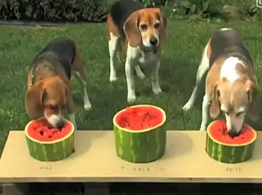 狗能吃西瓜吗？狗狗吃西瓜的好处有哪些？