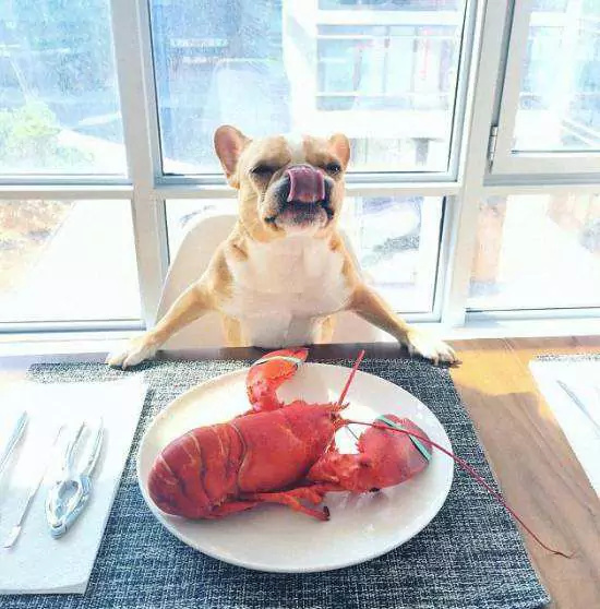 狗能吃龙虾吗?喂养狗狗注意事项
