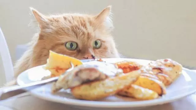猫能吃鸡肉吗？鸡肉各部位的营养