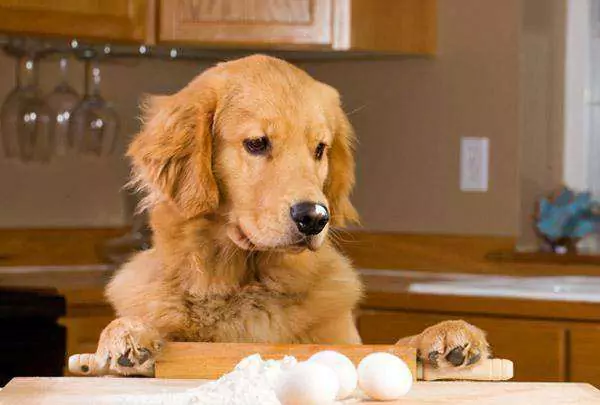 生鸡蛋对狗有好处吗？狗狗吃生鸡蛋还有哪些坏处呢？