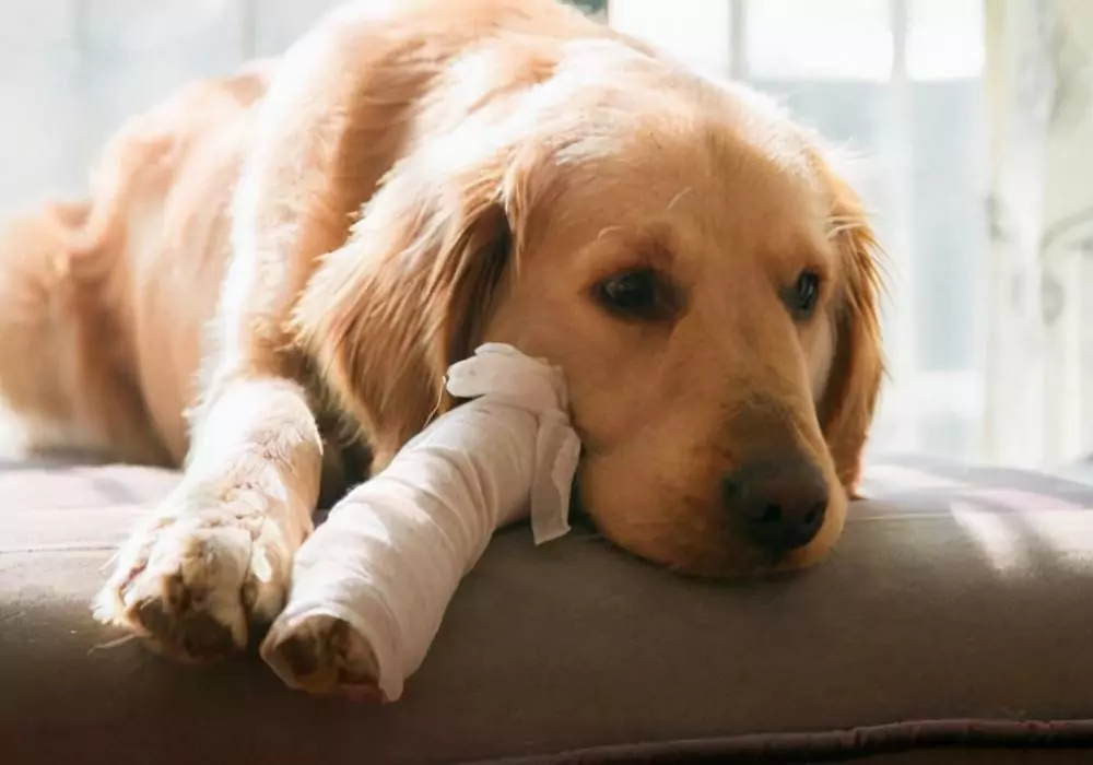 如何在家治疗跛行的狗？
