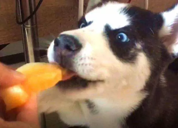 狗能吃甜瓜吗?狗的饮食禁忌