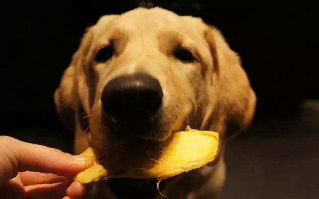 狗可以吃芒果吗?给狗狗吃芒果有什么好处