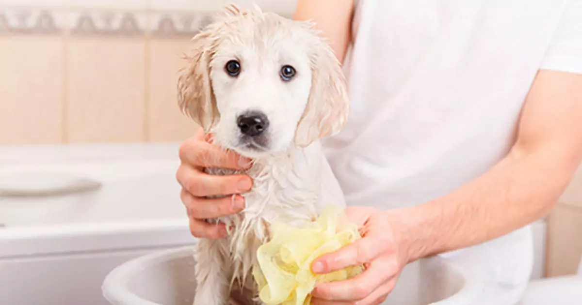 我应该多久给我的狗洗澡一次？频繁给狗狗洗澡的危害