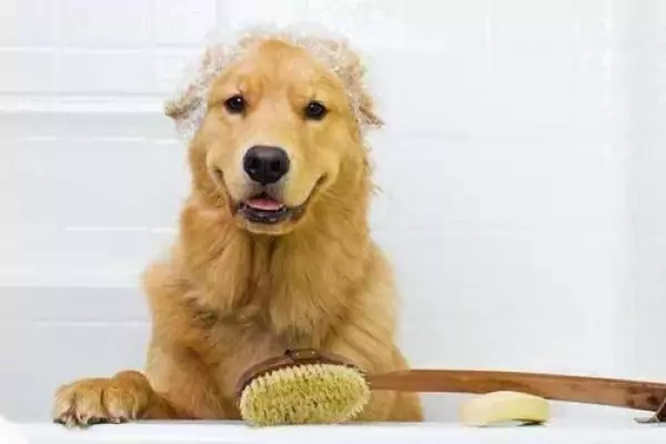 如何给狗洗澡