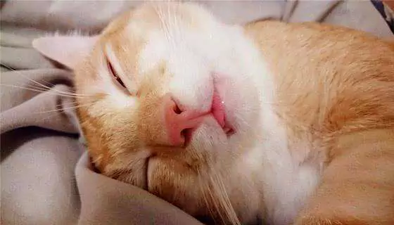 猫打鼾吗？猫咪睡觉打鼾正常吗