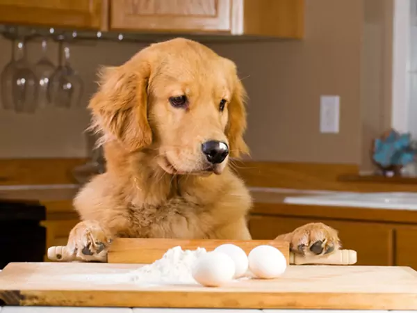鸡蛋对狗有好处吗？狗狗吃鸡蛋的好处有哪些？