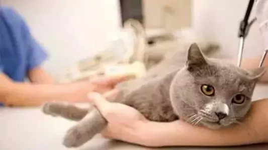 如何判断猫是否发烧？检查你的猫的身体