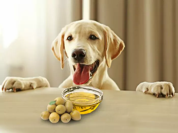 狗能吃橄榄吗？给狗狗吃的橄榄有什么好处？