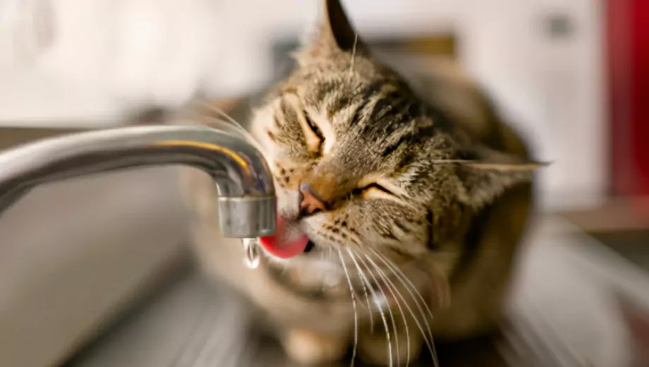为什么猫不喜欢水？猫怕水的原因