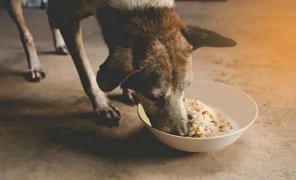 大米对狗有好处吗？狗狗吃白米饭的好处