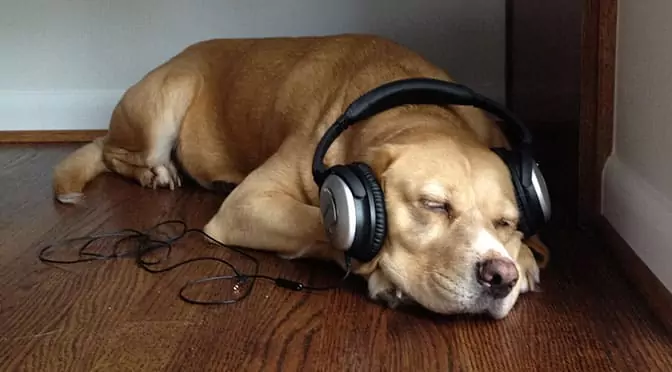狗喜欢音乐吗？狗狗喜欢什么音乐呢？