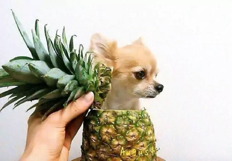 菠萝对狗有害吗
