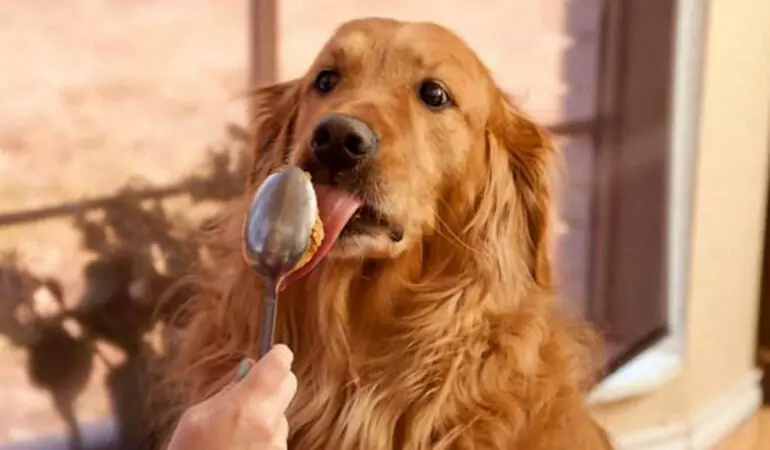 狗能吃花生酱吗？狗狗吃花生酱健康吗？